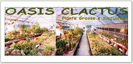 piante grasse